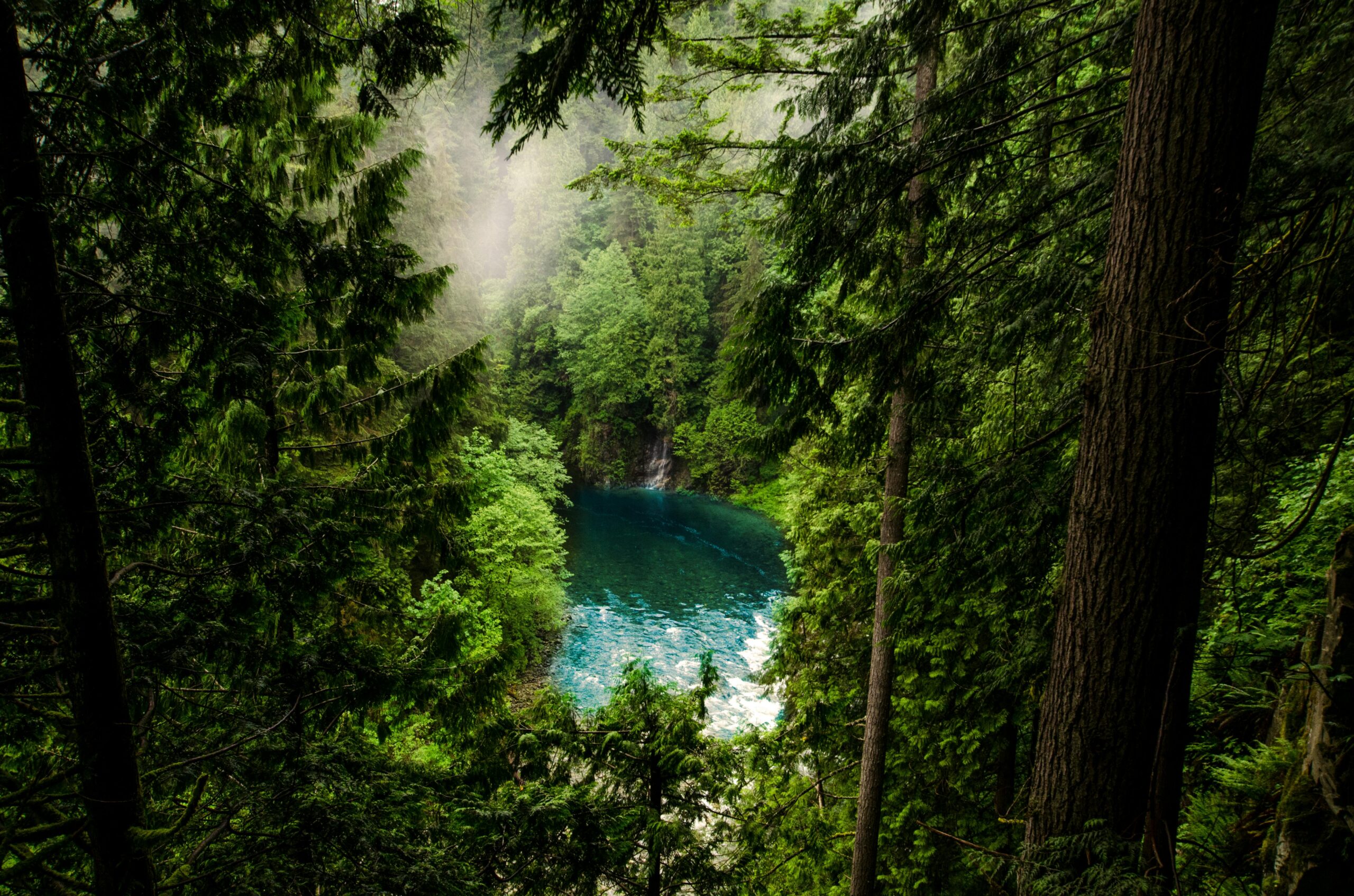 A tranquil forest scene in North Vancouver, showcasing lush greenery and a peaceful riverbend.